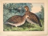 Quail or Virginia Patridge