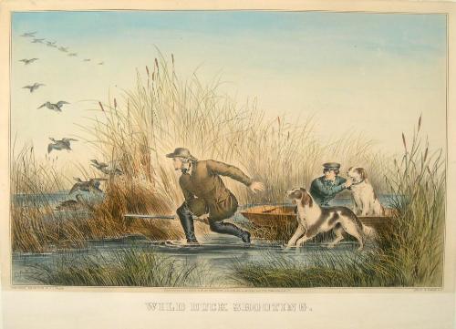 Wild Duck Shooting