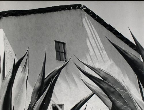 Ventana a los Magueyes (Window on the Agaves)