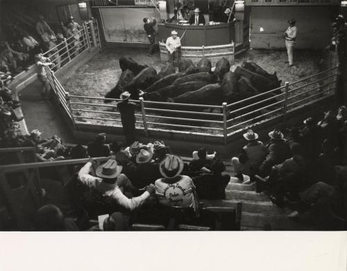 Cattle auction, Kansas City, Missouri