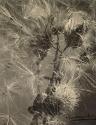 Chardon mur (Milk thistle)