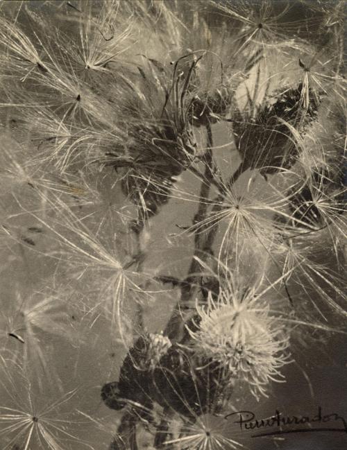 Chardon mur (Milk thistle)