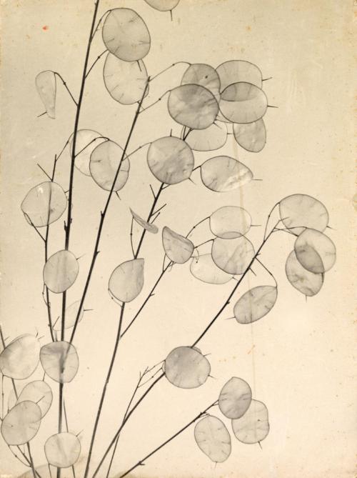 Study of plant with circular leave