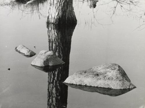 Rocks and tree trunk reflected in swamp