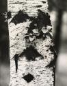 Study of tree with black and white bark