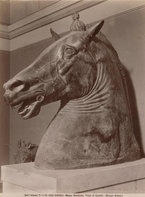 Napoli - Museo Nazionale. Testa di Cavallo.