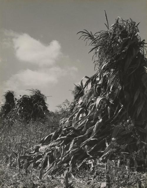 Corn stalk in a field