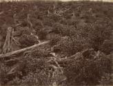 Tea Estate, Rambodde, Ceylon