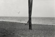 Seagulls and Crossed Trees, Florida