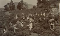 Workers picking tea leaves, Ceylon