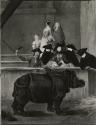 Exhibition of a Rhinoceros at Venice