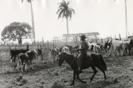 Man on horseback with cows, Isle of Pines, Cuba