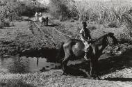 Boy riding donkey, Pinar del Rio, Cuba