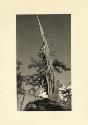 Cedar spire, granite, California High Sierras