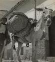 Donkey with carrying bags, Morocco