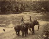Tamed Elephant, Ceylon