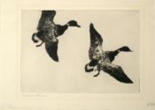 Flying Brant