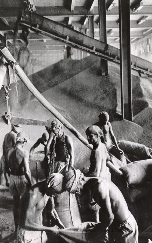 Wheat for India's Millions: Indian longshoremen labor long hours with tin scoops to fill burlap bags with wheat on the docks of Bombay. Modern vessels have sped the grain halfway around the world, but at the docks the 20th century slips back to the 18th as dockworkers load wheat bags on turbaned heads and cattle drawn lorries for the trip inland, India