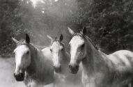 Three horses, North of Puerto Montt, Chile