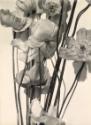 Pavots (Poppies)