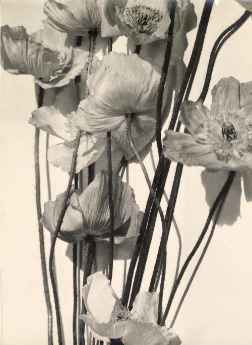 Pavots (Poppies)