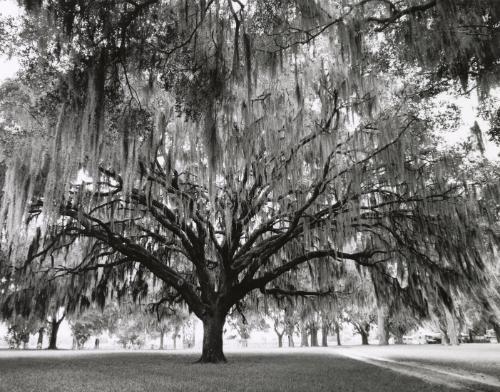 Tree with Spanish moss, Florida