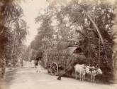 Street scene with a dog in front of an oxen pulled cart, Ceylon
