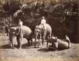 Men with three elephants, Ceylon
