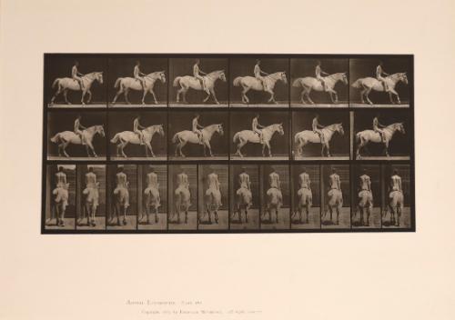 Untitled, plate 582 from the series "Animal Locomotion"