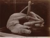 Pompei - Museo. Cadavere di un Cane. (Modello in Gesso)