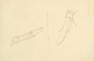 Sketch of grasshoppers