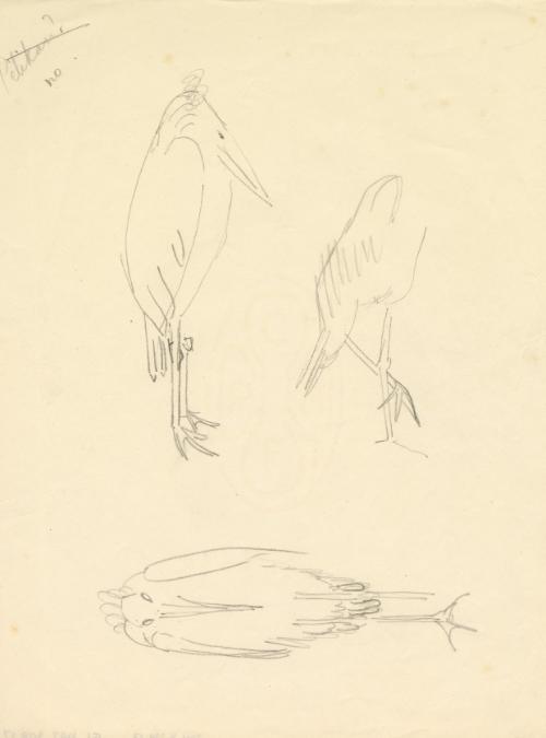 [Bird Sketches]