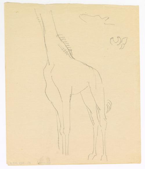 [Giraffe Sketches]