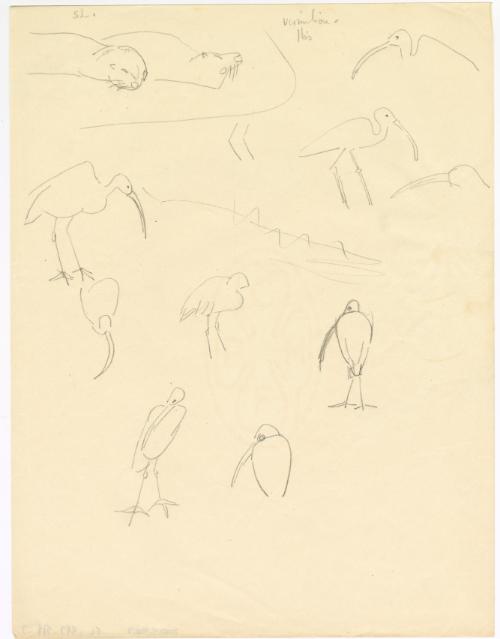 [Sea Lion and Ibis Sketches]