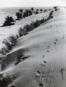 Wasteland (footprints), Sahara, North Africa