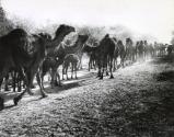 Camels on their way to market, Middle East