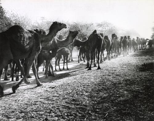 Camels on their way to market, Middle East