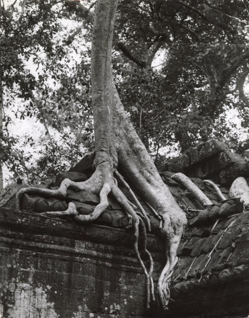 Banyan trees, Cambodia