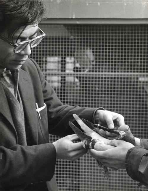 Two men with courier pigeons, likely Hong Kong