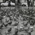 Untitled (Town with pigeons, Route 20-24), France, from the "Roads" series