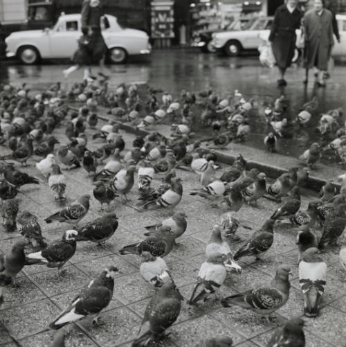 Untitled (Town with pigeons, Route 20-24), France, from the "Roads" series