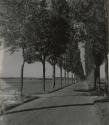 Untitled (Tree-lined road), France, from the "Roads" series