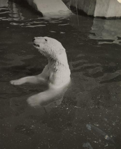 Animal Types at the Vincennes Zoo in Paris: Polar bear begs a little something from visitors to the zoo.