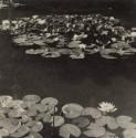 Study of water lilies