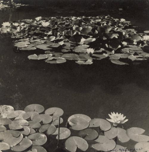 Study of water lilies