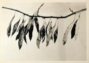 Untitled [Cercis (redbud tree) pods], from the series "Plant Forms"