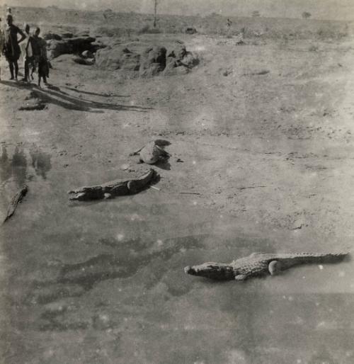 Untitled (Crocodiles), Nigeria