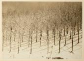 Untitled from the "Root Glen and Kirkland Glen" series (rows of trees in snow)