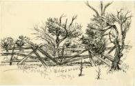 Untitled [trees and fence]