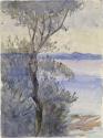 Olive Tree, Sirmione